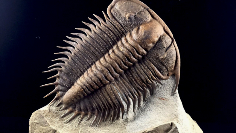 Damesella paronai, credit Trilobite Design Italia