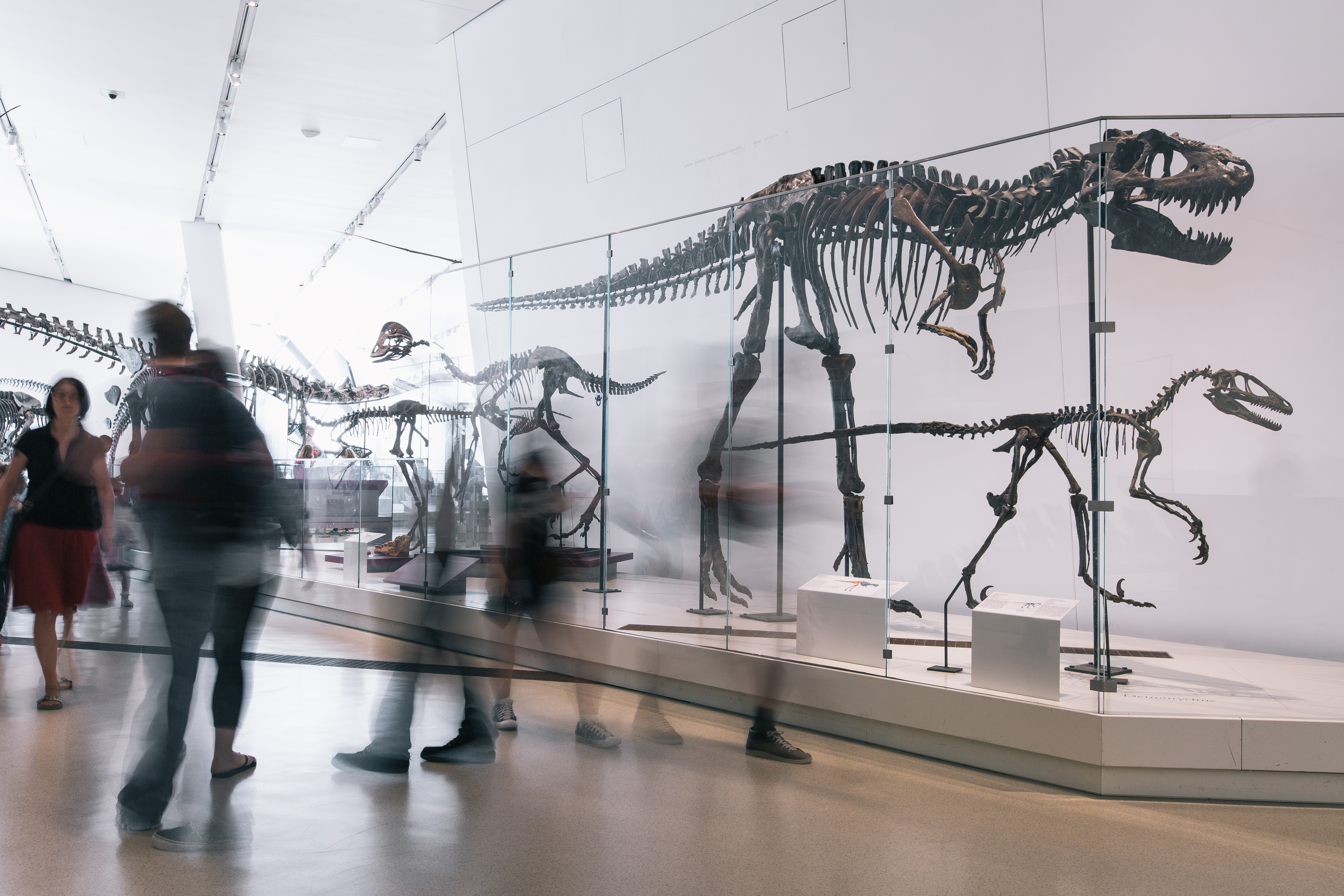 Visitors staring at an artificial dinosaur fossil.