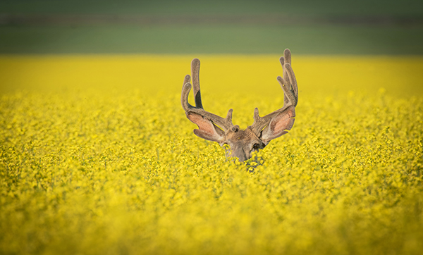 Hiding © Yaron Eini