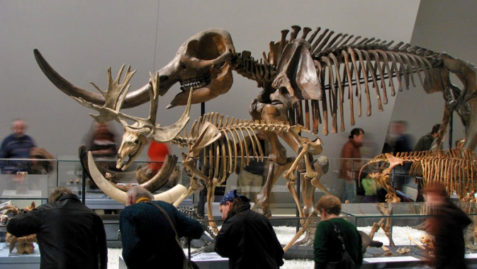 The ROM's Reed Gallery of the Age of Mammals display amazing specimens from Ontario, such as the giant beaver, stag-moose, and Toronto's namesake, an extinct species of deer named Torontoceros, help us understand the impact of the Ice Age.