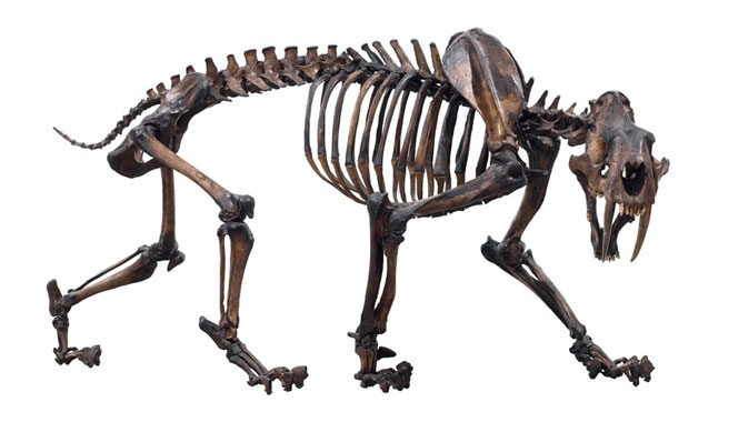 ROM's Reed Gallery of the Age of Mammals, three million years ago, North American animals like the sabre-toothed cat entered South America via a new land connection. Find out what other animals invaded South America at the time, and how they enriched the biodiversity of the continent.