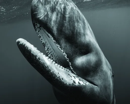 Photo of Sperm Whale
