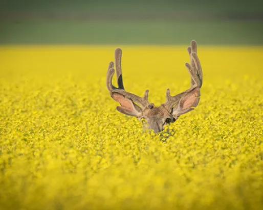 Hiding (c) Yaron Eini

