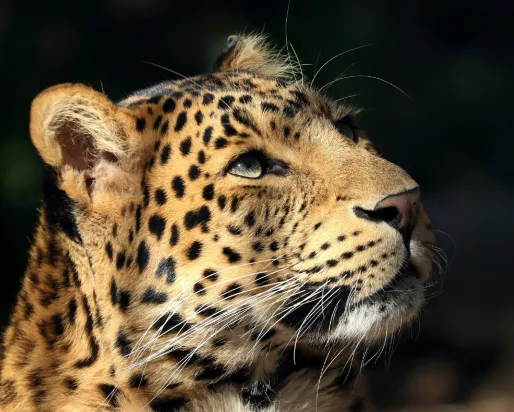 Wild cats